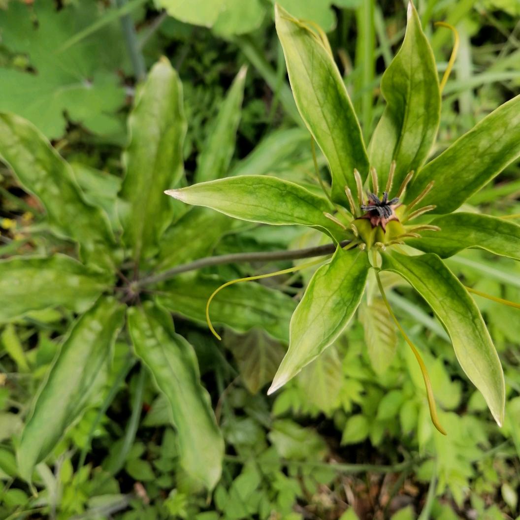 竹鸽