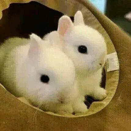 功夫熊猫