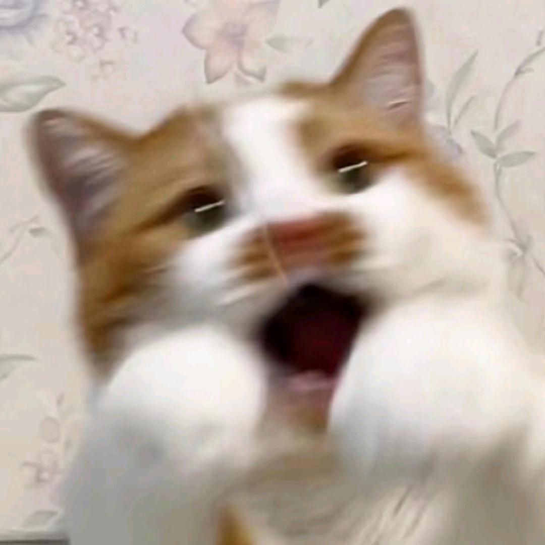 主打的就是一个陪伴