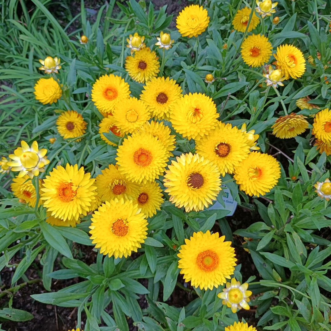 春暖花开