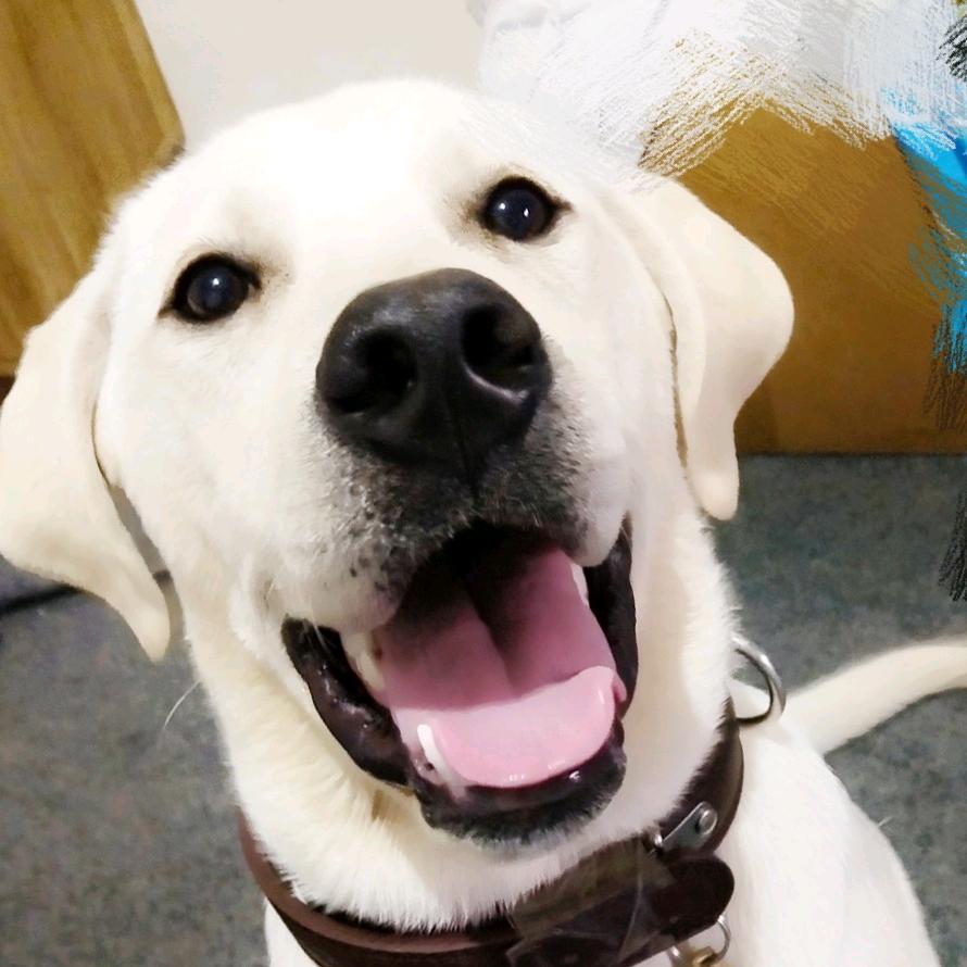 张帛帛（火影忍者手游）带团本，活动！