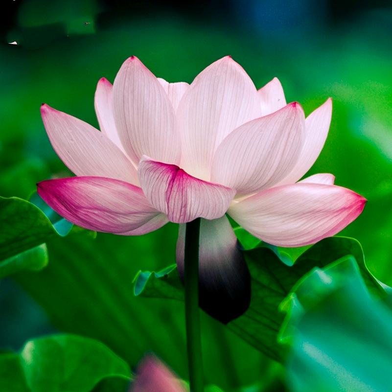 一朵莲🌹