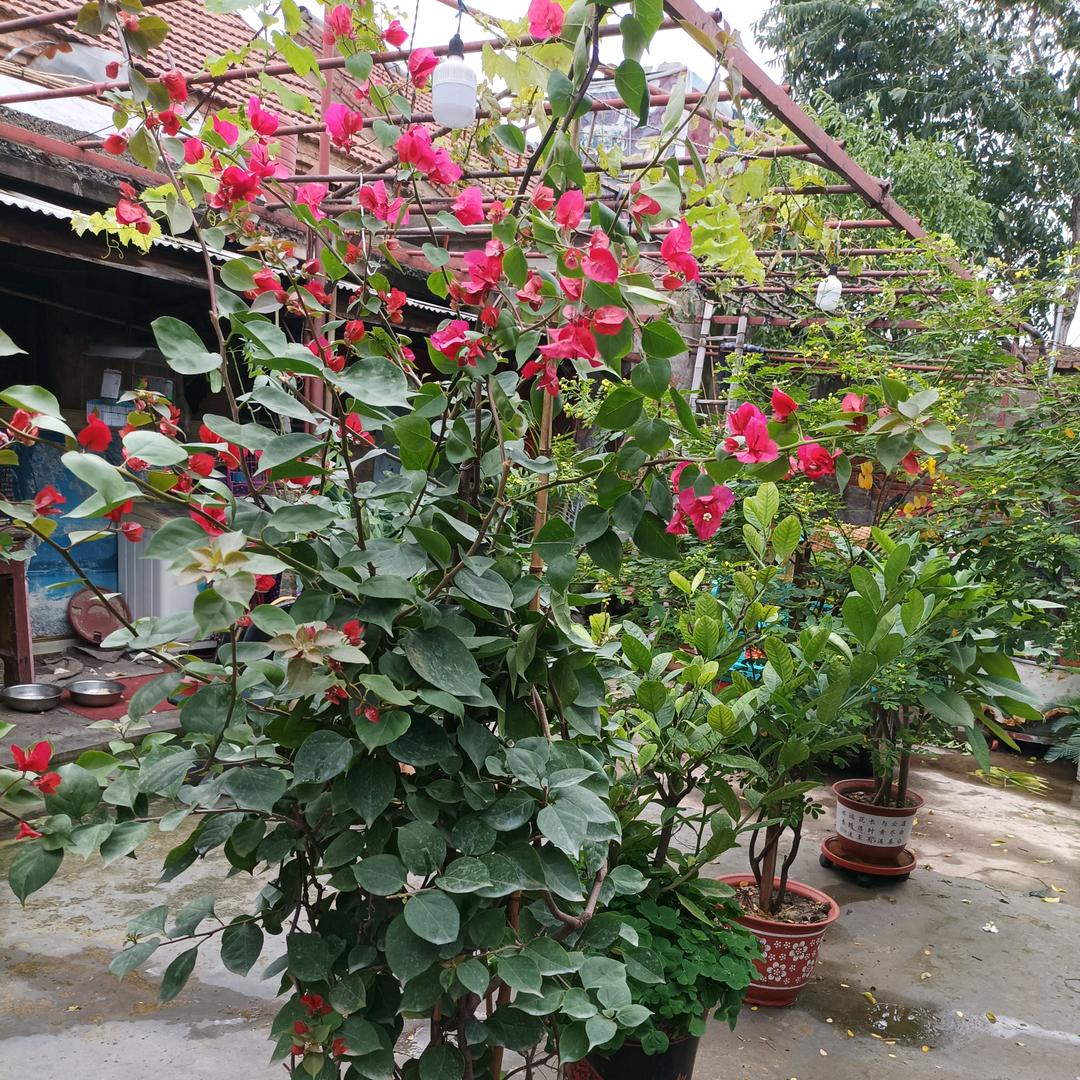 樱花情书