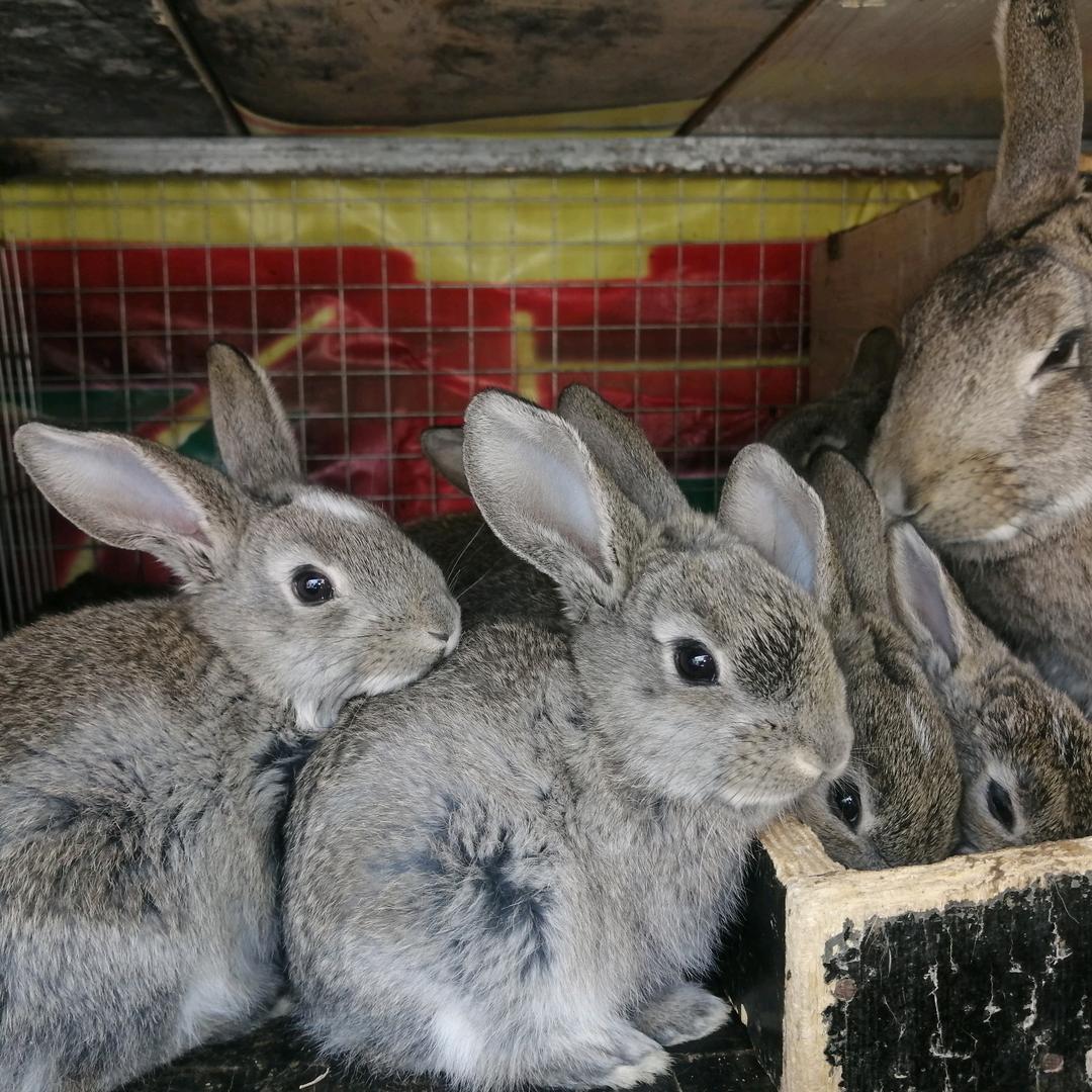 藤壶鹅5903079102750