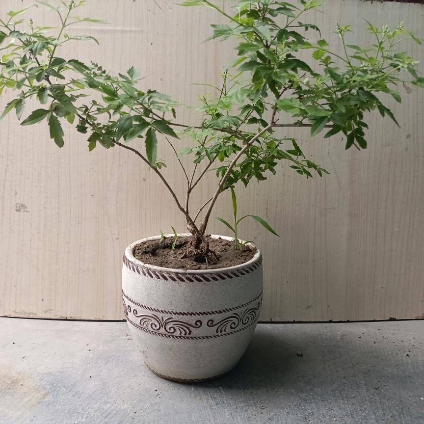 人间凑数