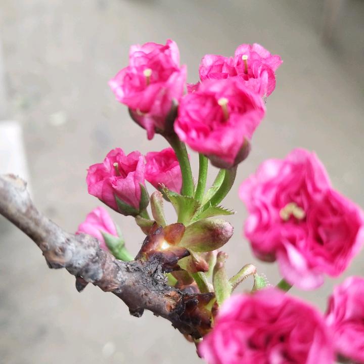 花好悦源