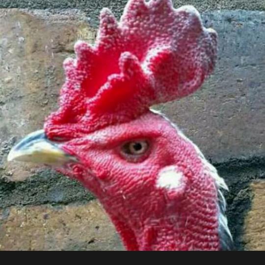 常年收购，斗公鸡，斗母鸡柴公鸡，柴母鸡