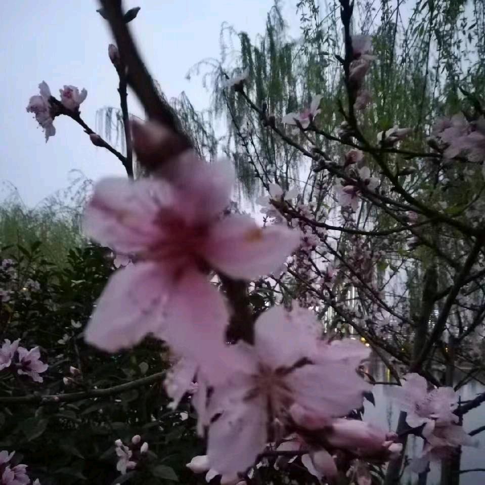 健康长寿