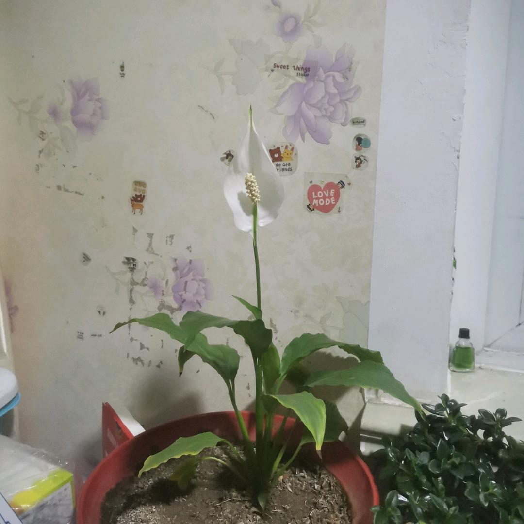 一帆风顺👍