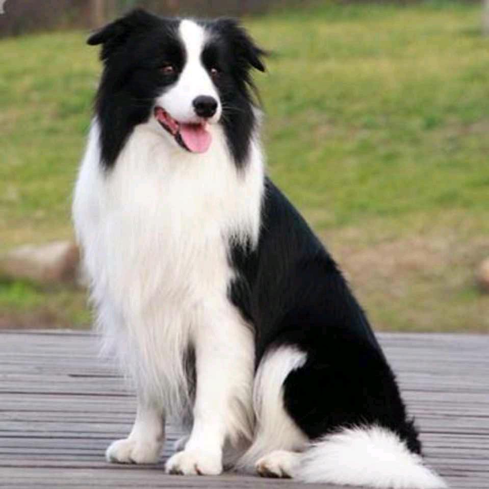 昆明CKU边牧爱宠 犬舍张丽