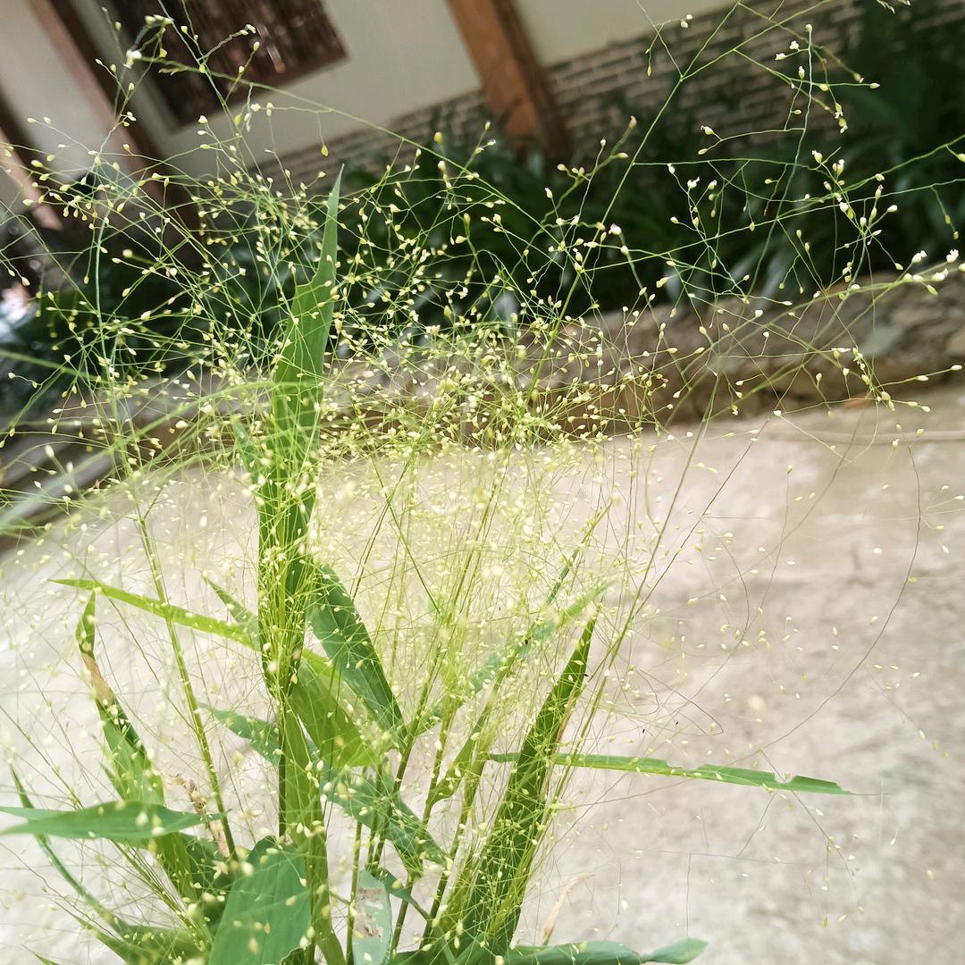 福嘉潮汕绿豆饼