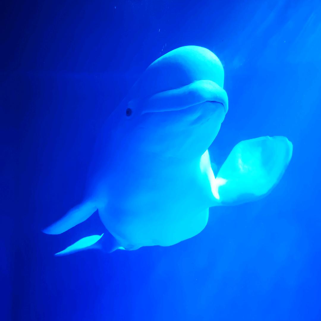 ༤༰花の小秘༃