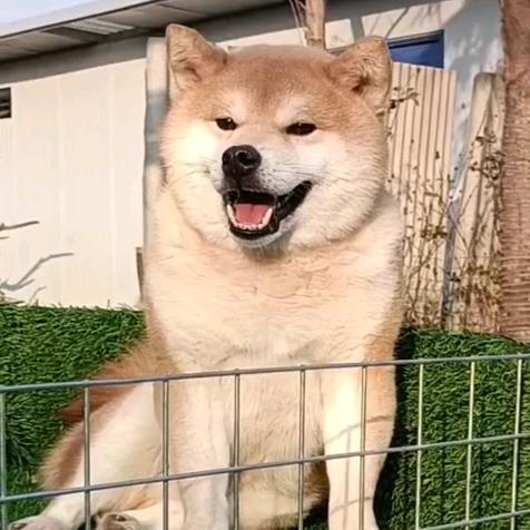 大山宠物犬基地