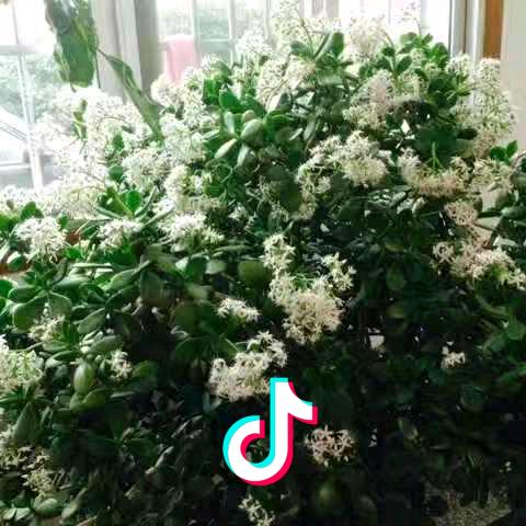 我是渠渠