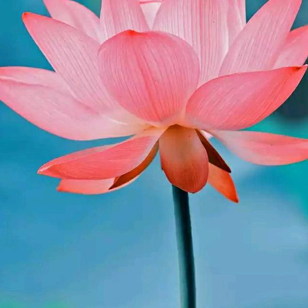 花开花落。
