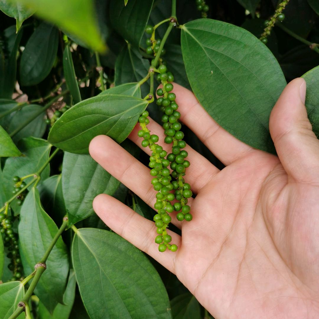 福达溢家香A7-08