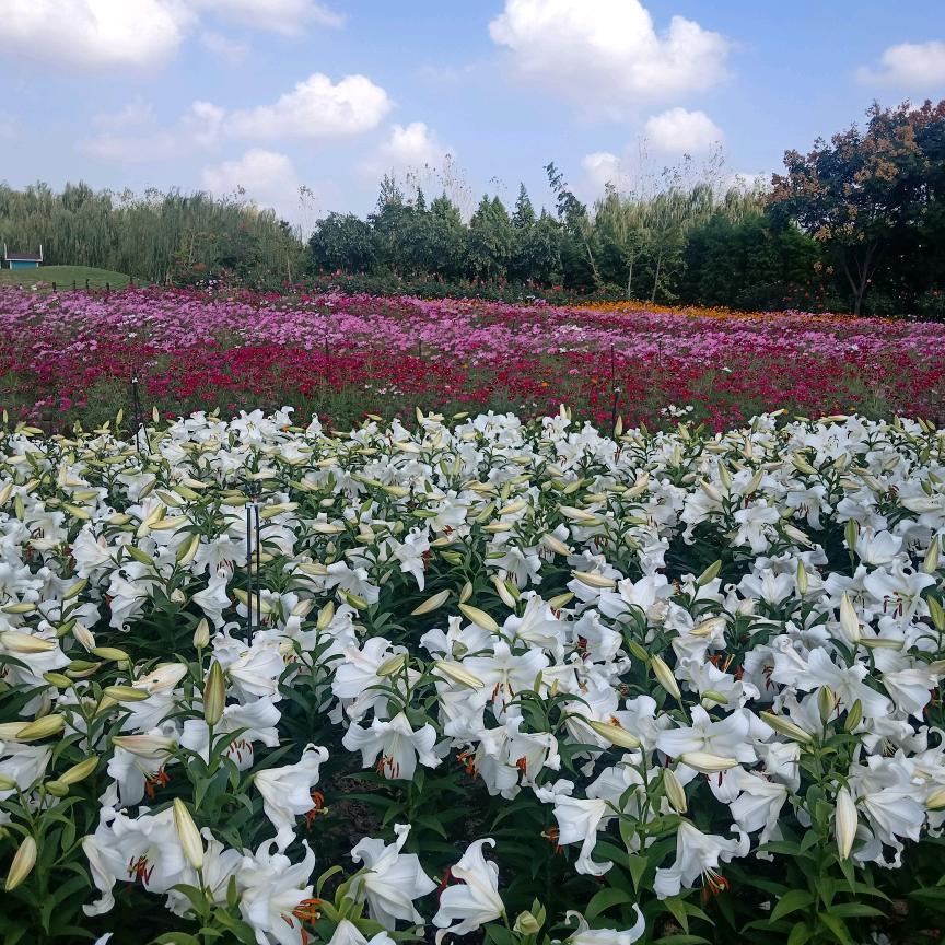 温曦