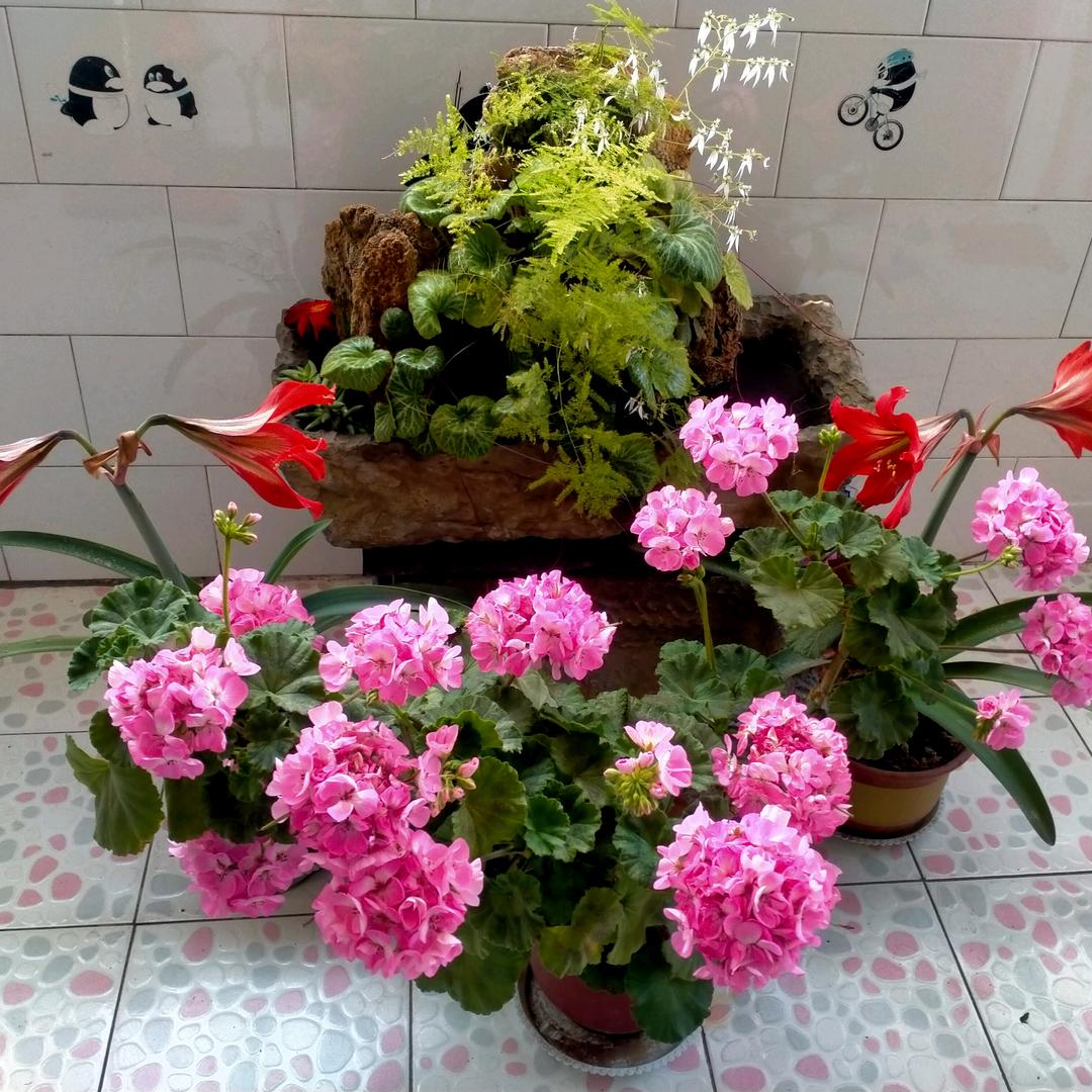 潇洒芬姐