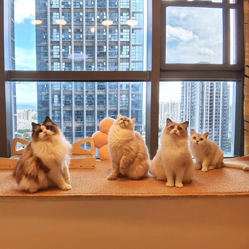 福州喵糖派猫舍