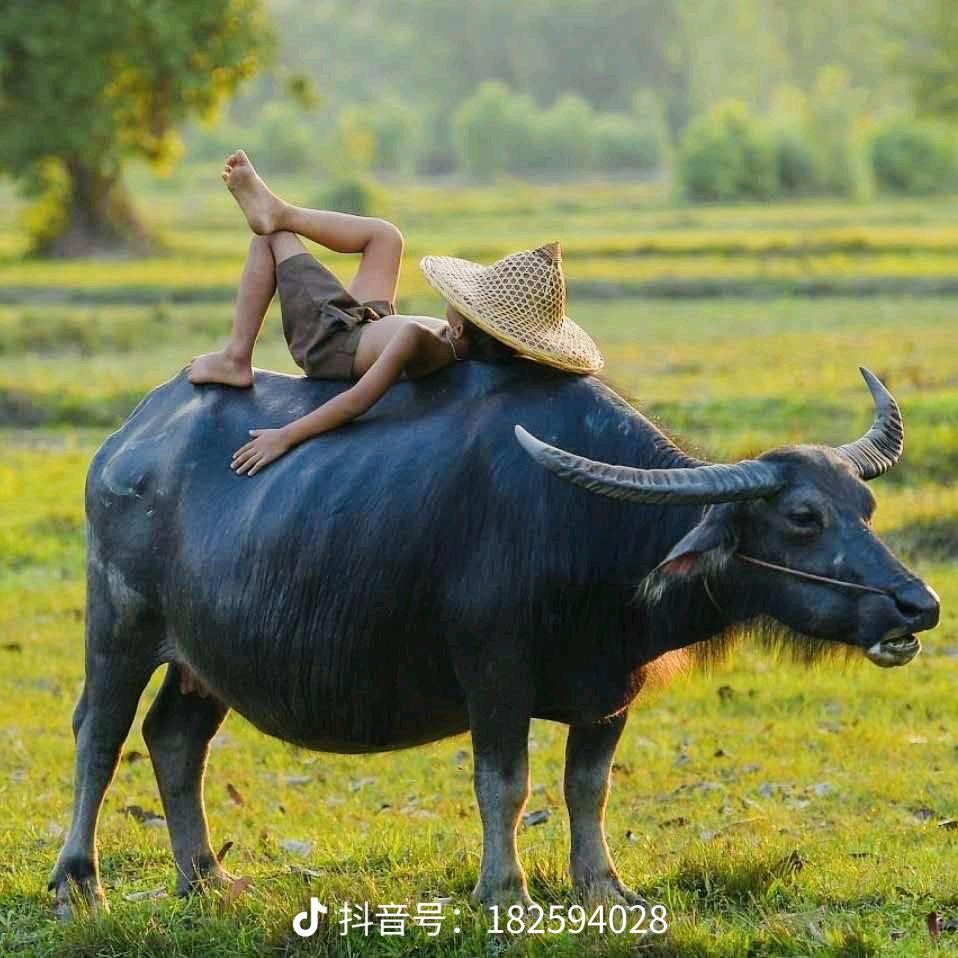 晨起的阳光