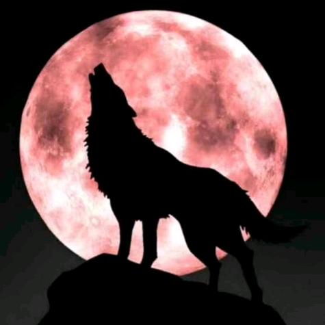 我一直在卖木头，承接卖各种杉木古建木料，