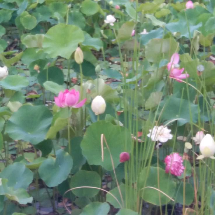 粉色的回忆