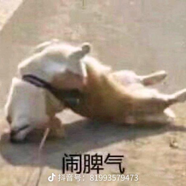 风起雁南归