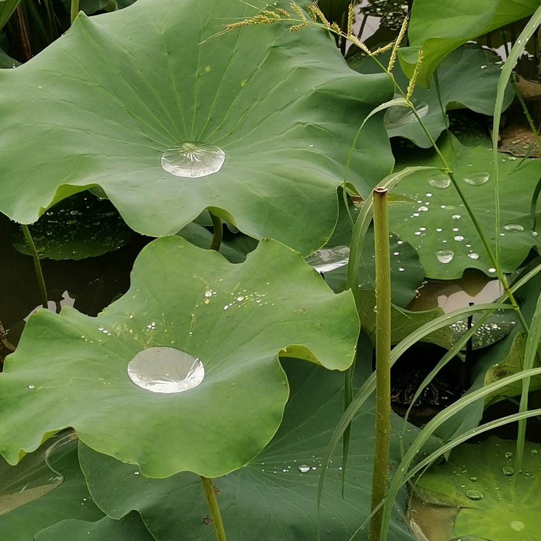 毋忘我