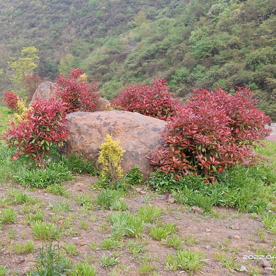 山里人*