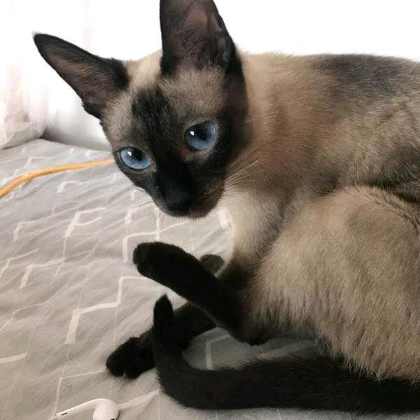 得吃盾（三角洲）