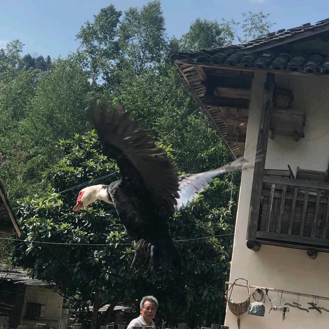 金盆山纯天然土蜂蜜 瑞洪中蜂园