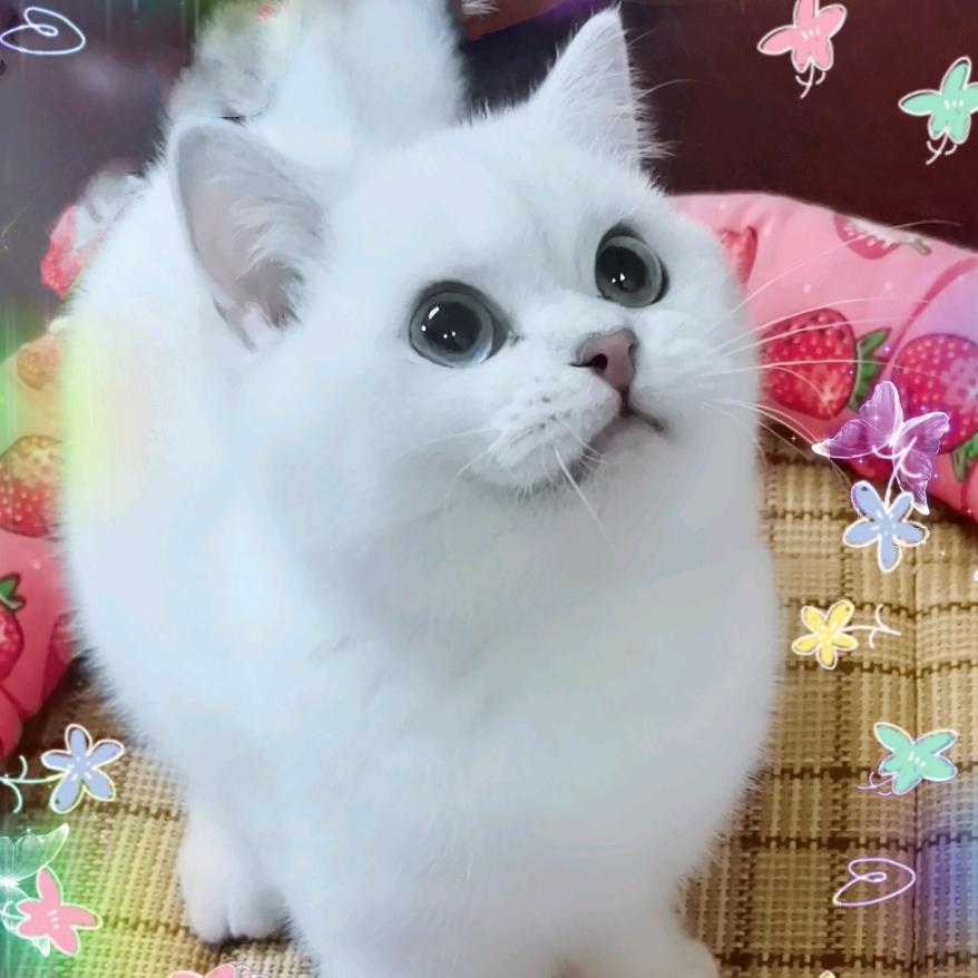 仙尾喵
