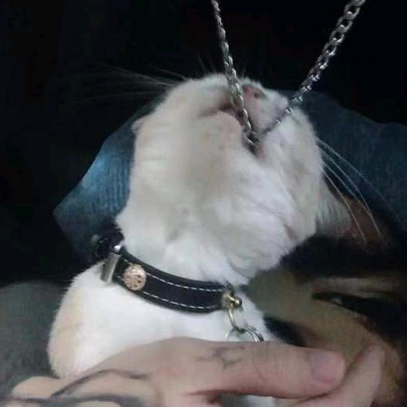 挺