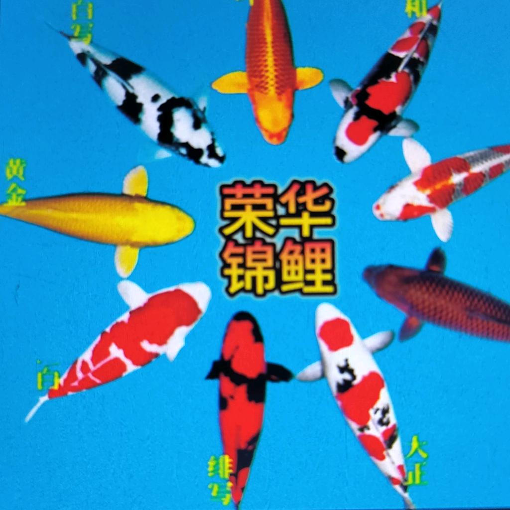 荣华锦鲤