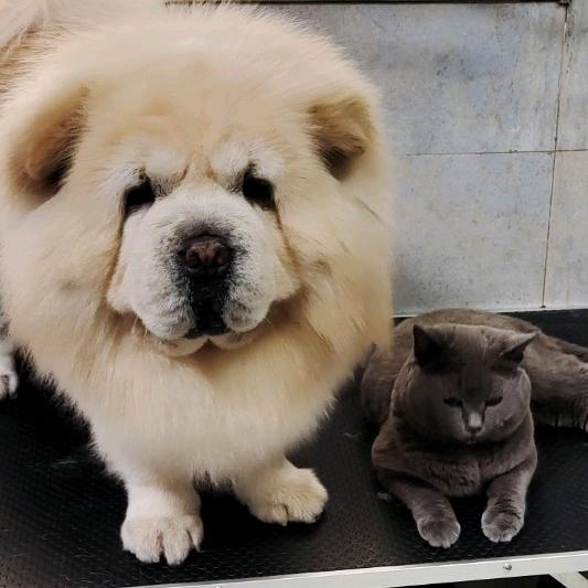 宠爱吖🐶🐱