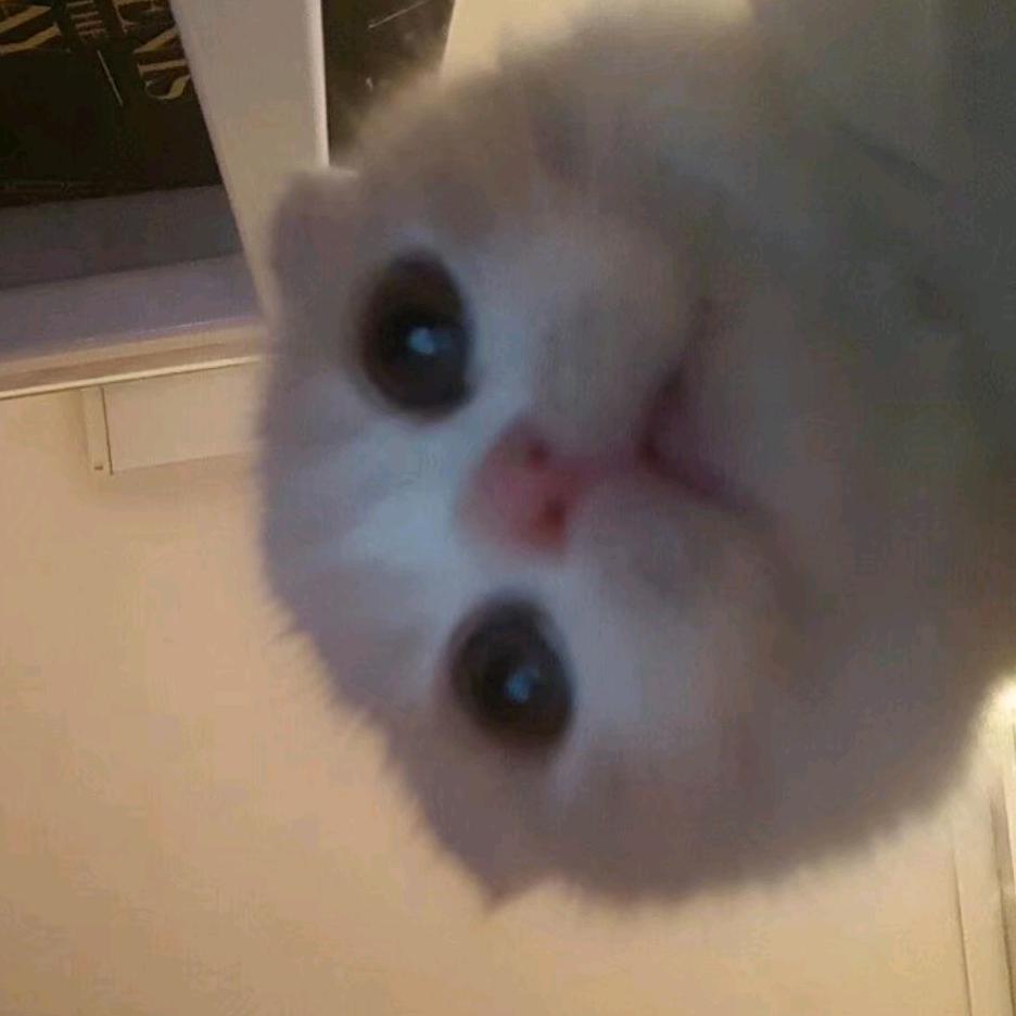 北极小猪