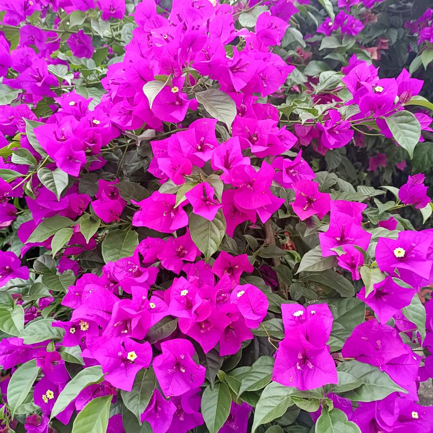 、季末﹏樱花落