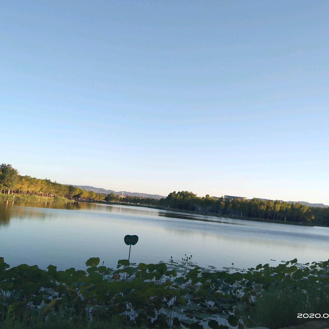 兔子不吃胡萝卜