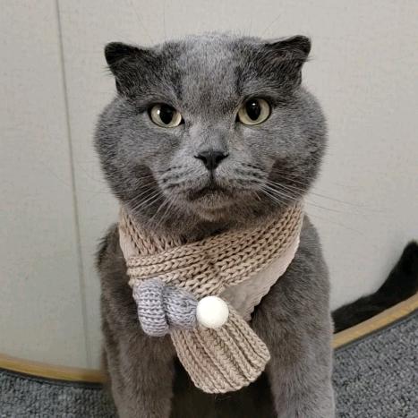 seven是只大笨猫