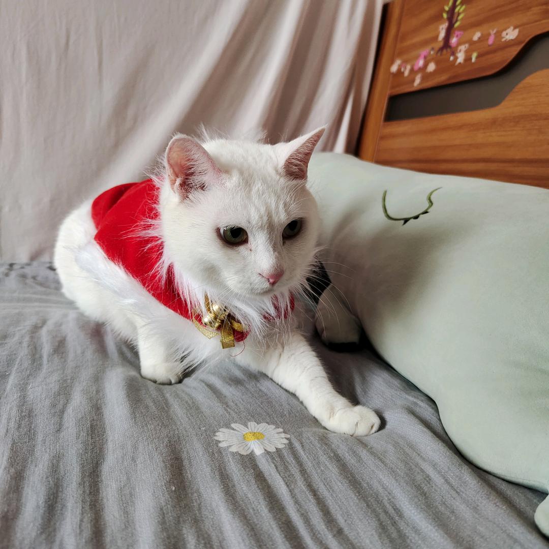 鸩羽o(╯□╰)o千夜