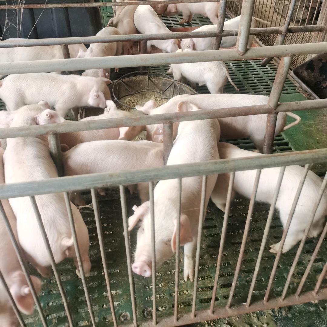 农村养猪人（海纳百川，有容乃大）