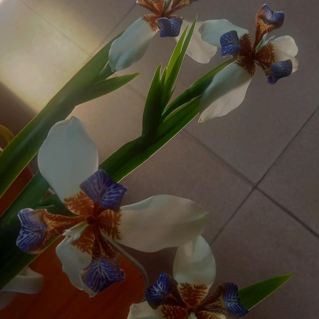 用户6349890894415大头