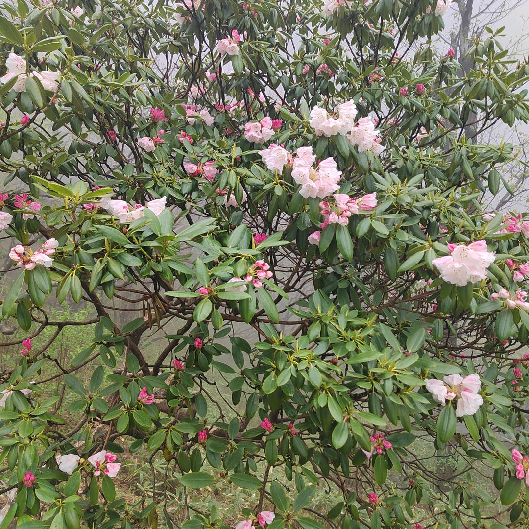 吴南辰