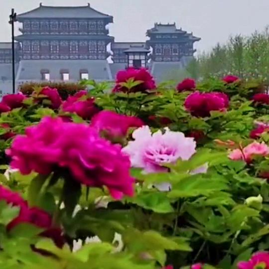 绿叶