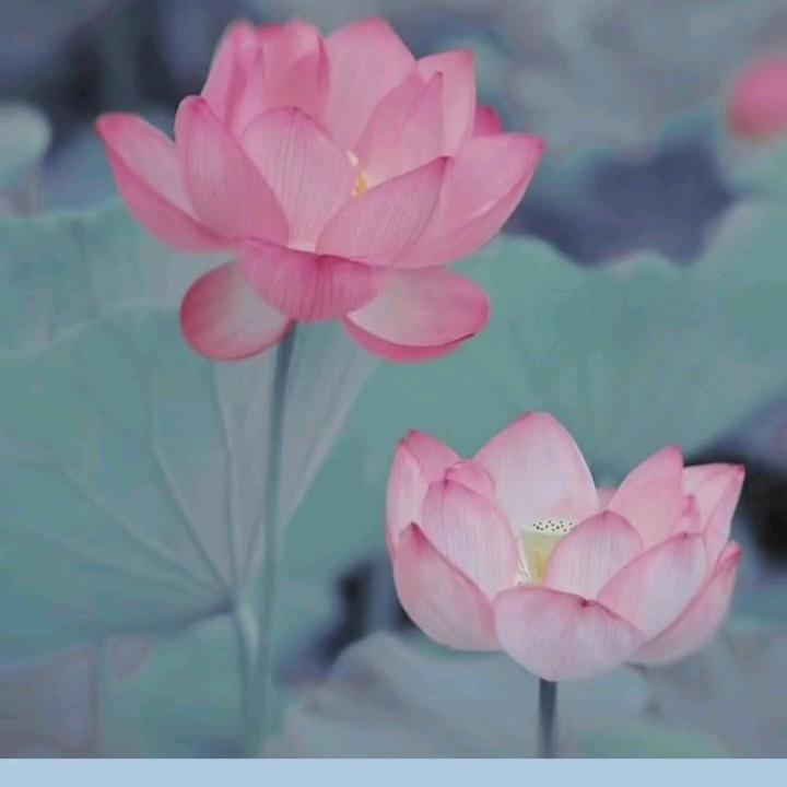 孟姐
