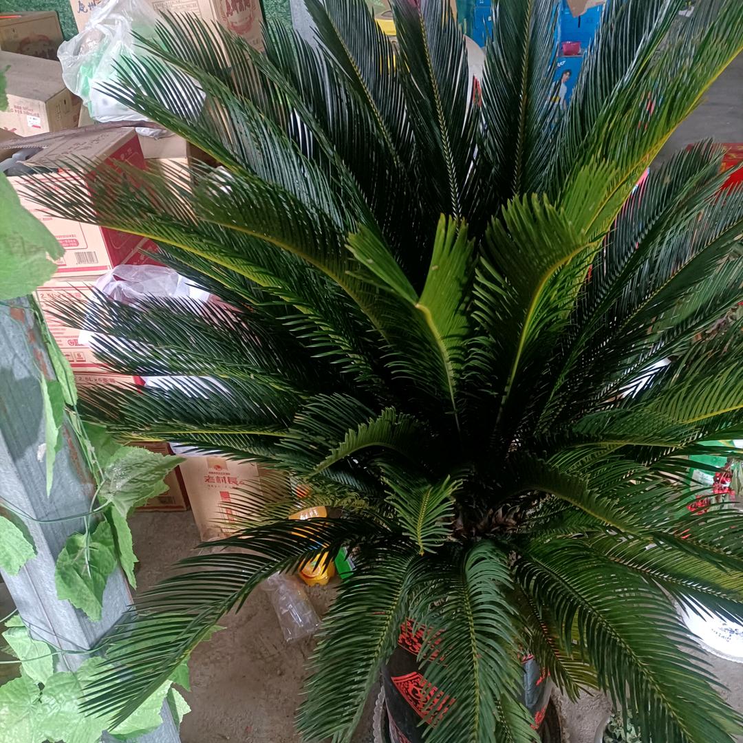 专业订做超市购物袋