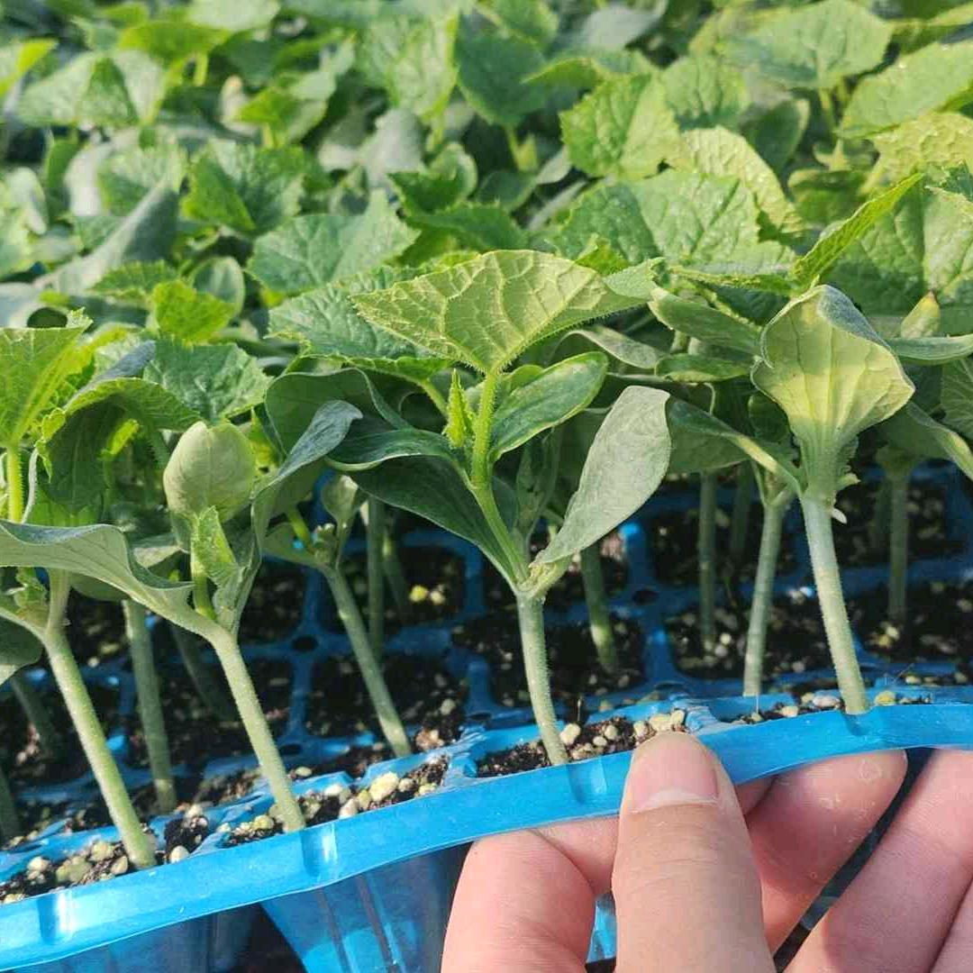 山东省寿光市浩晨种苗