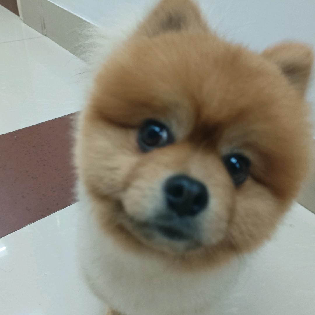 玉白菜