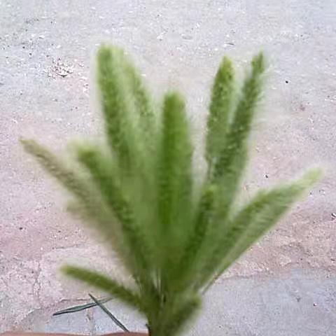 涛.