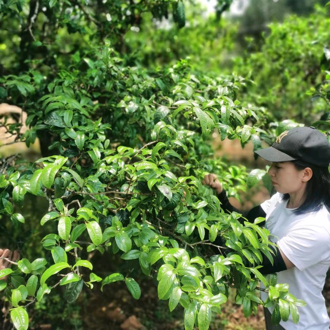 双江自治县勐库镇李芹茶庄